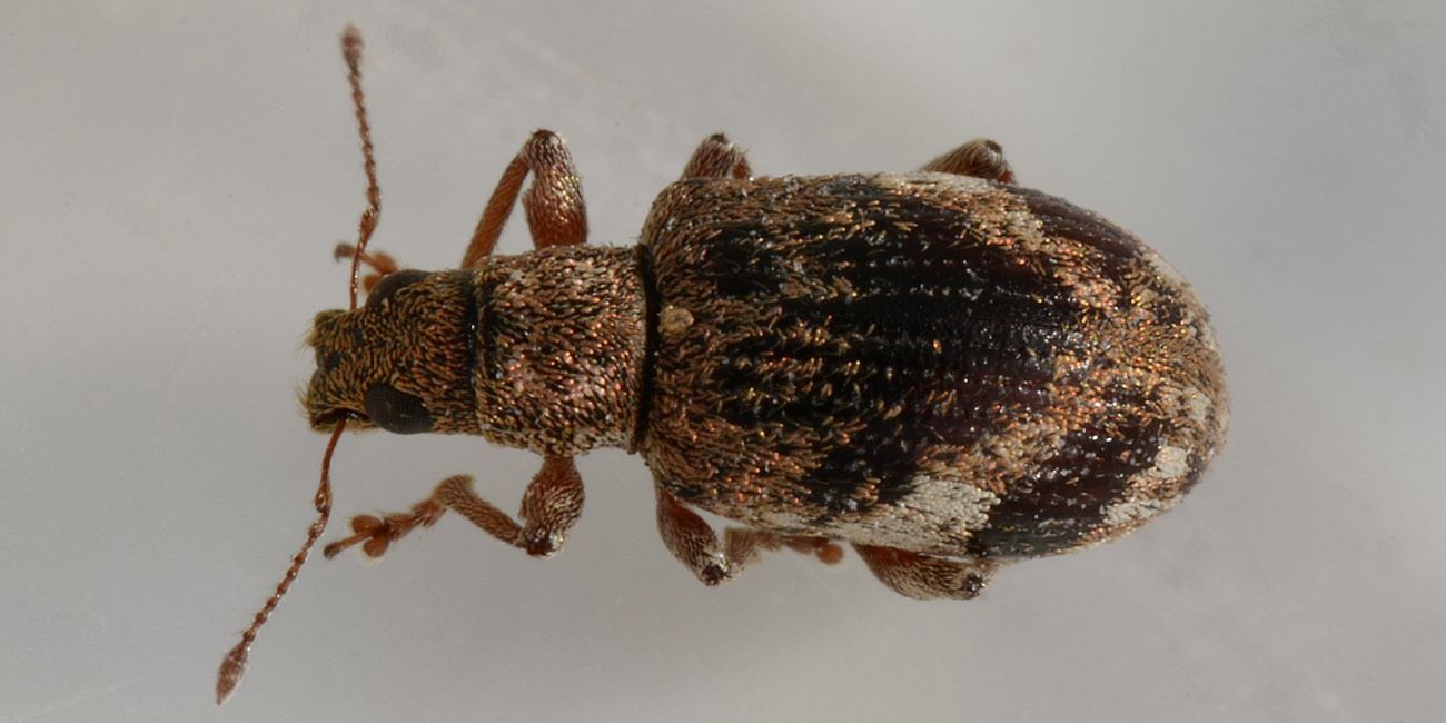 Polydrusus sparsus, Curculionidae